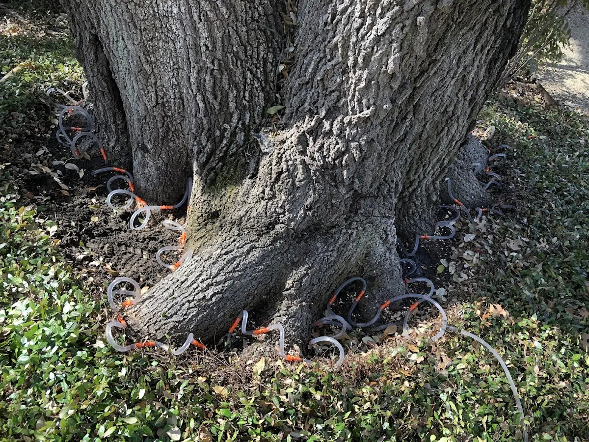 Detailed Tree Cabling and Bracing job site in Hallsboro