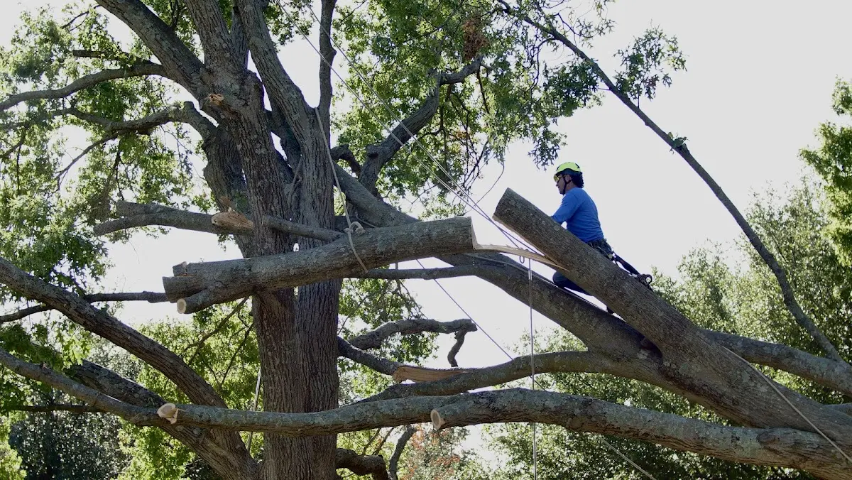 Professional Hazardous Tree Removal performed by certified arborists in Hallsboro