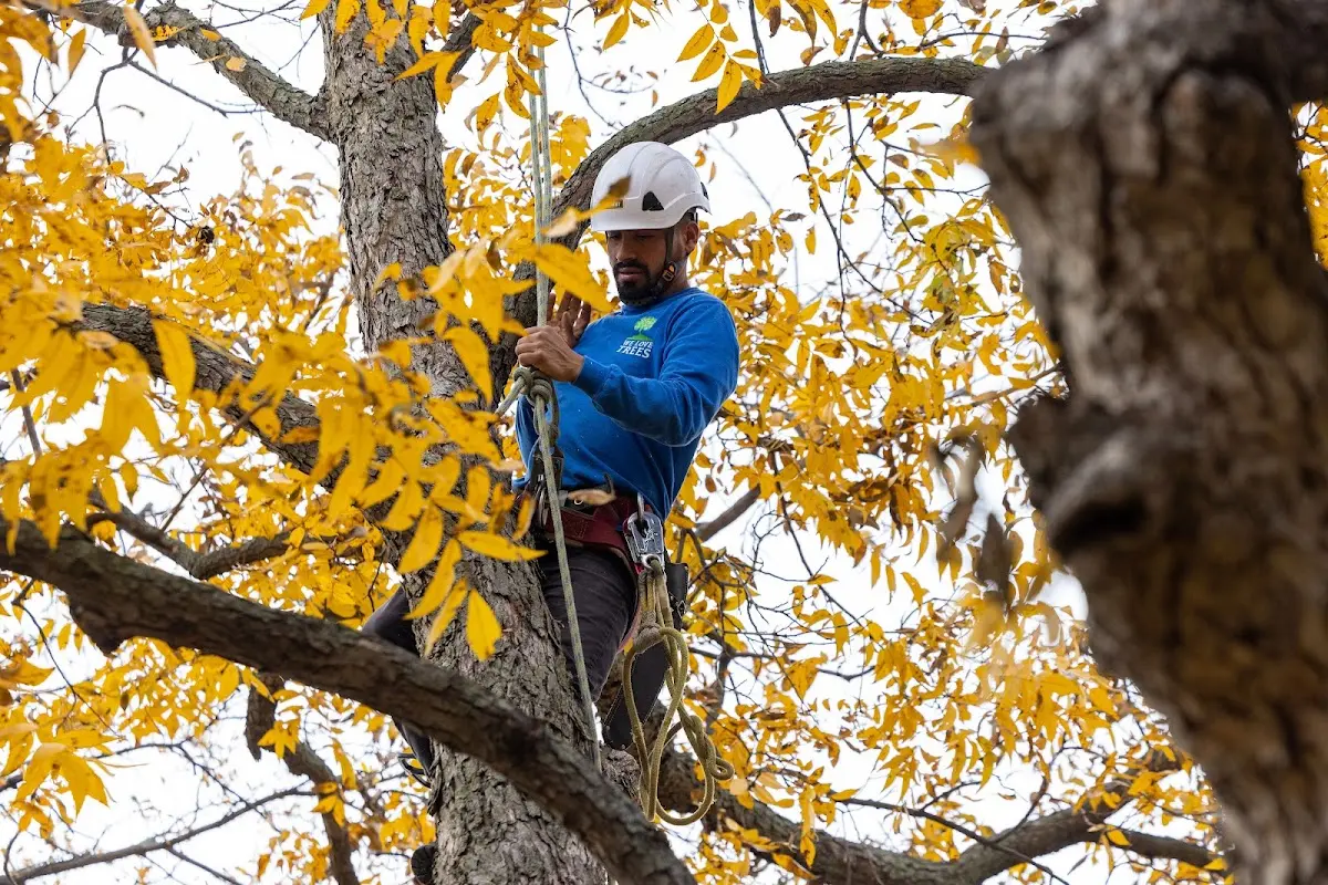 Skilled Tree Planing crew working in Hallsboro