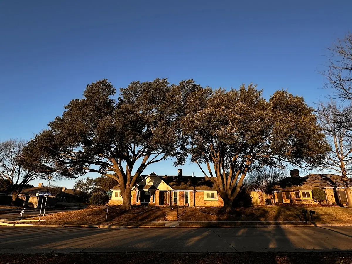 Established residential canopy tree shading a home in Hallsboro