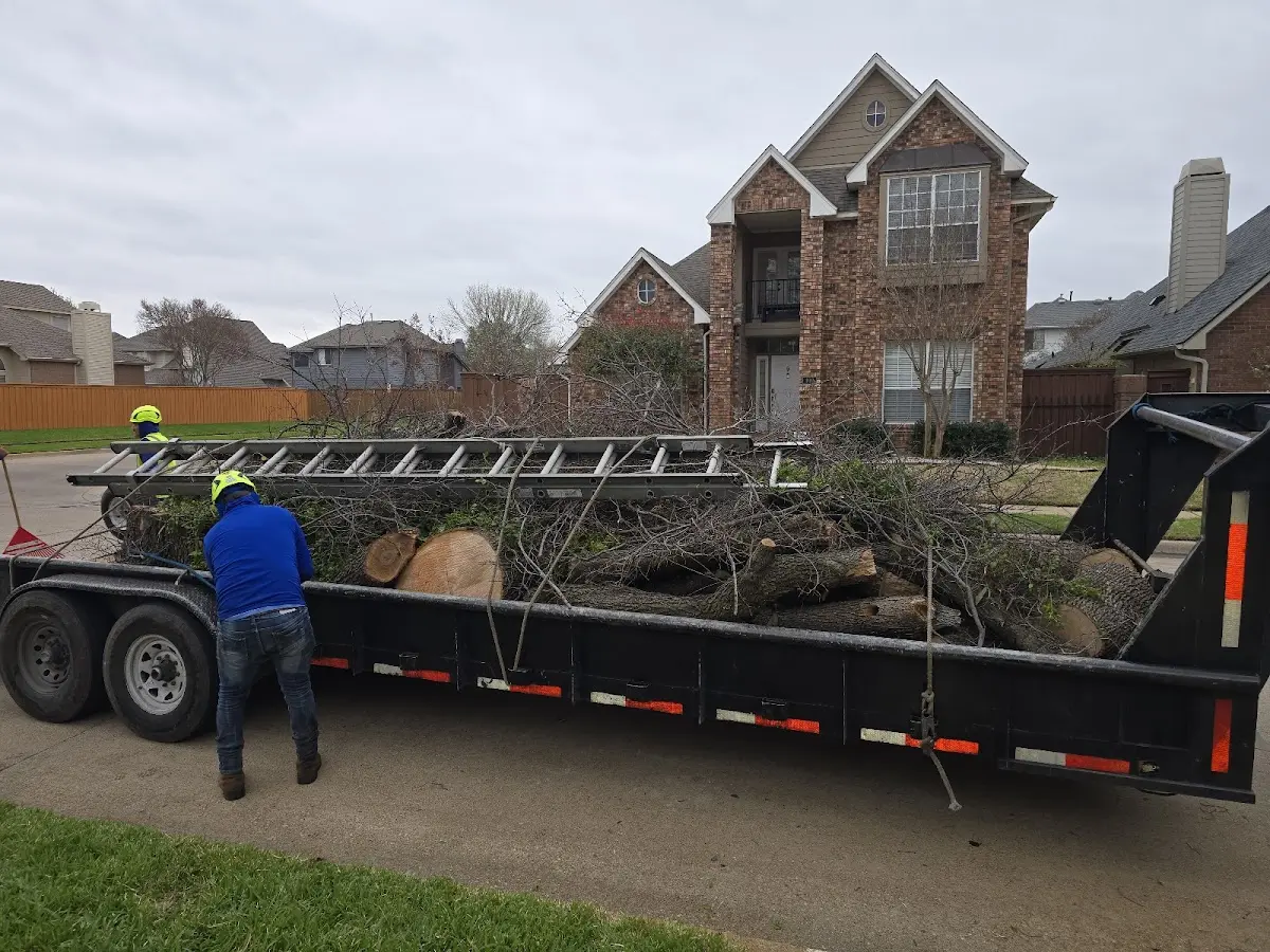 Expert Tree Removal with proper safety equipment in Hallsboro